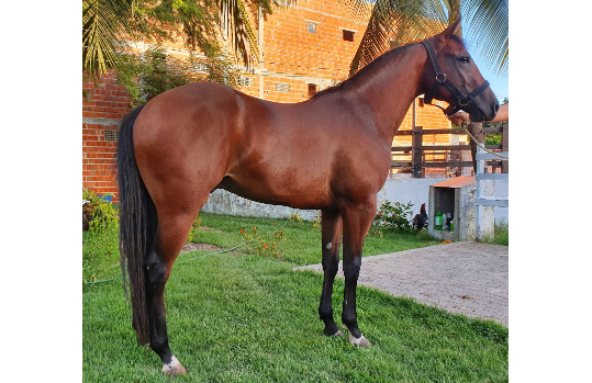 STAR TILLY RLS